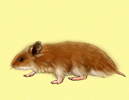 生肖鼠哪年有橫財(cái) 生肖鼠哪年有橫財(cái)