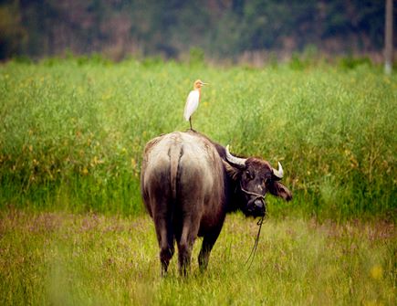 牛和兔的屬相合不合 牛和兔的屬相合不合
