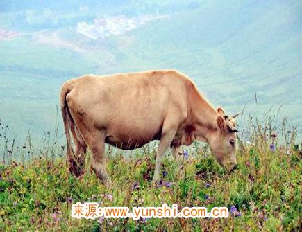 屬牛人一生有哪些災難 屬牛人一生有哪些災難