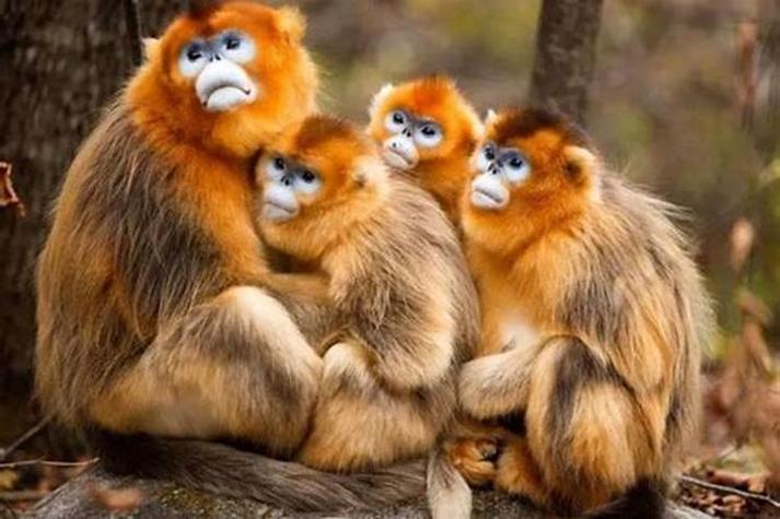 屬猴2024年整體運勢,屬猴2024年的運勢及運程! 屬猴2024年整體運勢,屬猴2024年的運勢及運程!