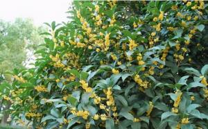 桂花樹栽在院子哪個位置好？