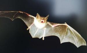 蝙蝠飛進家里預示什么，蝙蝠飛到家里是什么預兆？