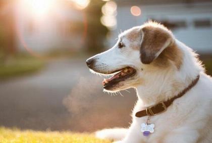 娛樂圈82年屬狗的明星,82年屬狗的明星有哪些? 娛樂圈82年屬狗的明星,82年屬狗的明星有哪些?