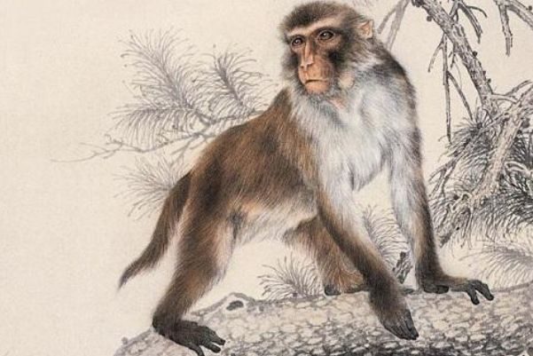 1992年是苦命猴還是富猴,十猴九苦是真的嗎? 1992年是苦命猴還是富猴,十猴九苦是真的嗎?