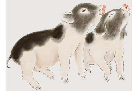 屬豬的人的性格和脾氣 屬豬的人的性格和脾氣