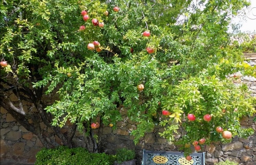 院子里種什么樹風(fēng)水好又旺財(cái) 院子里種什么樹風(fēng)水好又旺財(cái)