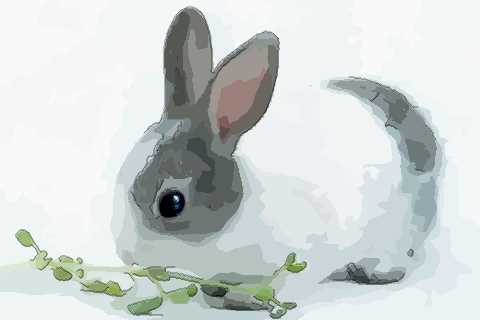 屬兔的三合和六個合生肖是什么 屬兔的三合和六個合生肖是什么