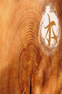 五行缺木的人命運如何