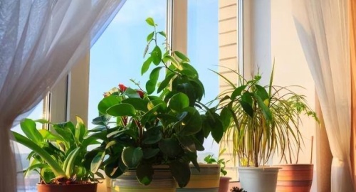 家里養(yǎng)花有什么講究和忌諱