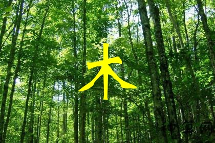 五行缺木會有什么影響 五行缺木會有什么影響