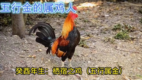 屬雞的五行屬性是什么 屬雞的五行屬性是什么