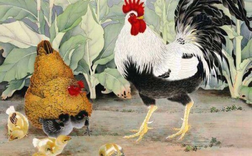 屬雞人命中有兩段婚姻