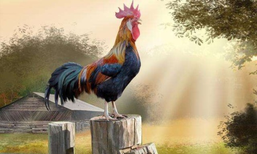 屬雞人跟誰(shuí)一起財(cái)運(yùn)好 屬雞人跟誰(shuí)一起財(cái)運(yùn)好