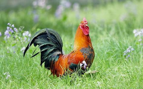 屬雞人的性格和優(yōu)缺點(diǎn) 屬雞人的性格和優(yōu)缺點(diǎn)