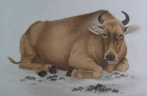 屬牛的今年多大 屬牛的今年多大