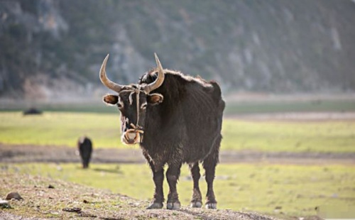 2009屬什么生肖 今年多大了