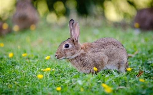 2011屬什么生肖 今年多大了 2011屬什么生肖 今年多大了