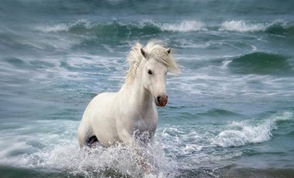 2014屬什么生肖 今年多大了 2014屬什么生肖 今年多大了