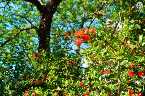 石榴木命和大海水命相配嗎 石榴木命和大海水命相配嗎