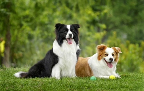 1982年屬狗是什么命 1982年屬狗是什么命