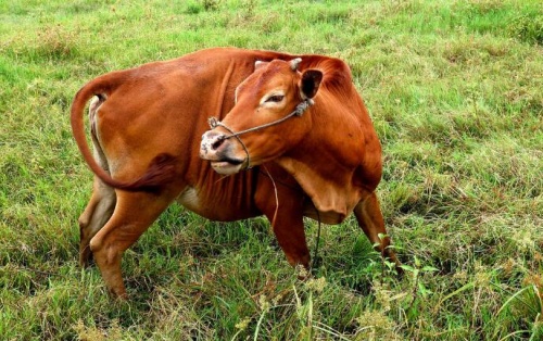 97年屬牛的最佳婚配是什么屬相 97年屬牛的最佳婚配是什么屬相