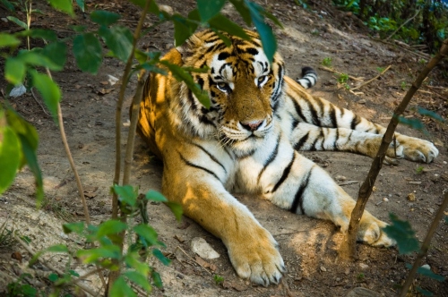 屬虎不合的四個屬相 屬虎不合的四個屬相