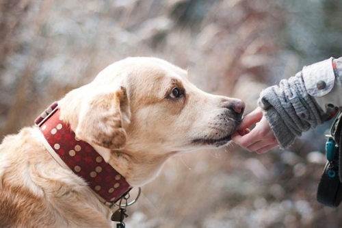 屬狗人2025年全年運勢運程 屬狗人2025年全年運勢運程