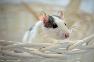 屬鼠人2025年全年運勢運程