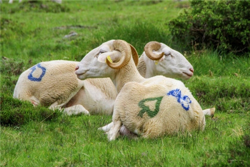 屬羊人2025年全年運(yùn)勢(shì)及每月運(yùn)程 屬羊人2025年全年運(yùn)勢(shì)及每月運(yùn)程