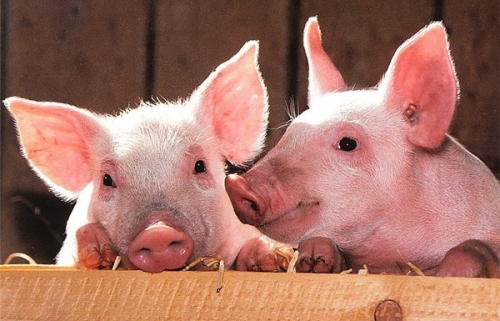 屬豬人2025年全年運(yùn)勢運(yùn)程每月運(yùn)程 屬豬人2025年全年運(yùn)勢運(yùn)程每月運(yùn)程