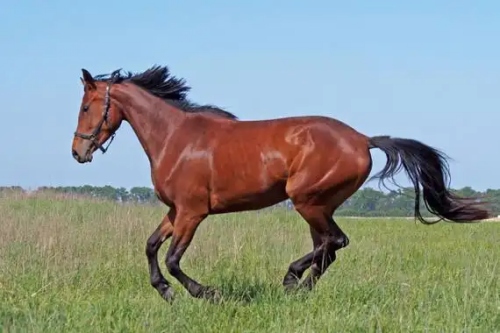 屬馬的是哪年出生的 屬馬的是哪年出生的