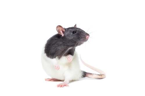 屬鼠的是哪年出生的 屬鼠的是哪年出生的