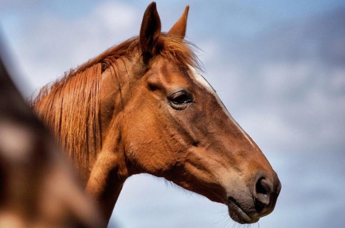 屬馬不合的三個屬相 屬馬不合的三個屬相