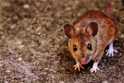 屬鼠不合的三個屬相 屬鼠不合的三個屬相
