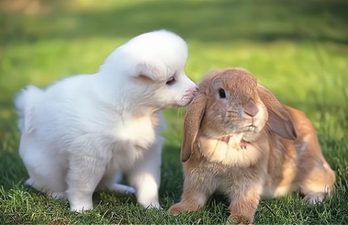 2025年最倒霉的屬相 2025年最倒霉的屬相