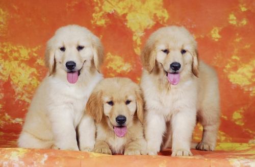 屬狗亥時女命婚姻怎么樣