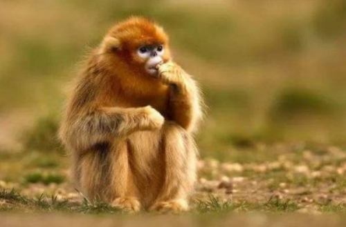 屬猴的女人性格和脾氣及愛情 屬猴的女人性格和脾氣及愛情