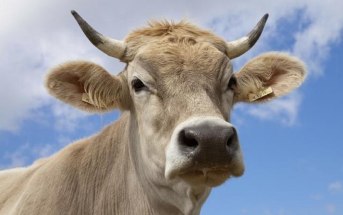 屬牛的女人性格和脾氣及愛情關系 屬牛的女人性格和脾氣及愛情關系