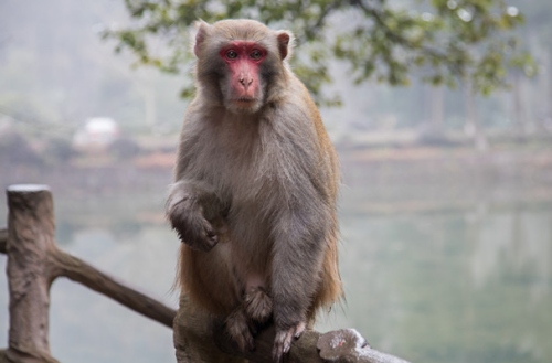 屬猴的是什么命金木水火土 屬猴的是什么命金木水火土