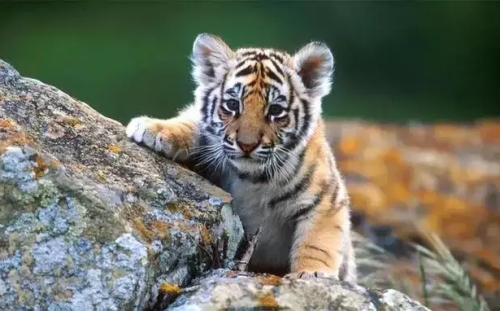 屬虎的是什么命金木水火土 屬虎的是什么命金木水火土