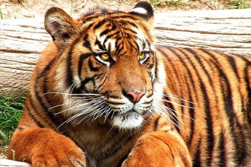 屬虎人最佳配偶3個人 屬虎人最佳配偶3個人