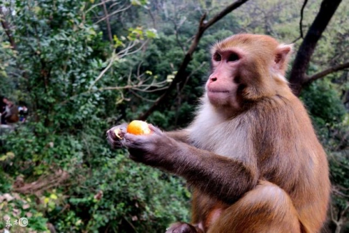 2004年屬猴的是什么命 2004年屬猴的是什么命