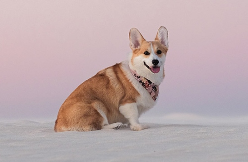 2006年屬狗的是什么命 2006年屬狗的是什么命