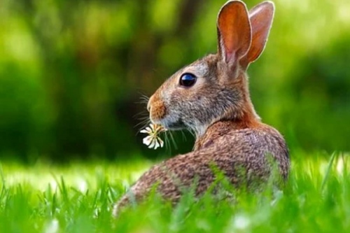 2011年屬兔是什么命 2011年屬兔是什么命