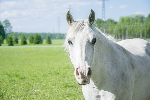 富貴馬一般生在幾月份 富貴馬一般生在幾月份