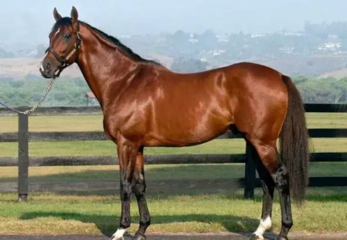 屬馬人正緣出現年齡 屬馬人正緣出現年齡