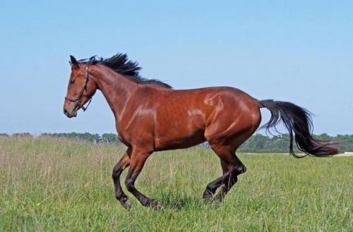 屬馬頭婚好還是二婚好 屬馬頭婚好還是二婚好