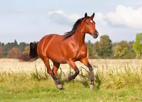 2026年是苦馬還是富馬 2026年是苦馬還是富馬