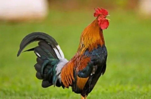 屬雞2025的特大貴人 屬雞2025的特大貴人