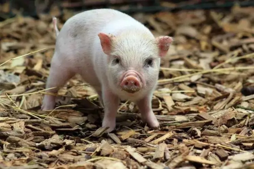 屬豬的2025犯太歲怎么破解 屬豬的2025犯太歲怎么破解